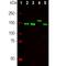 Neurofilament Medium antibody, NBP2-31206, Novus Biologicals, Western Blot image 