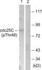 Cell Division Cycle 25C antibody, LS-C198779, Lifespan Biosciences, Western Blot image 