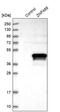Zinc Finger Protein 488 antibody, PA5-57482, Invitrogen Antibodies, Western Blot image 