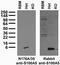S100 Calcium Binding Protein A5 antibody, 75-199, Antibodies Incorporated, Western Blot image 