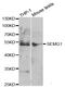 Semenogelin 1 antibody, MBS2528713, MyBioSource, Western Blot image 
