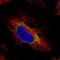 GTP Binding Protein 2 antibody, HPA031418, Atlas Antibodies, Immunofluorescence image 