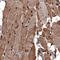 GAPDH antibody, AMAb91153, Atlas Antibodies, Immunohistochemistry frozen image 