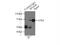 Sperm Associated Antigen 8 antibody, 13915-1-AP, Proteintech Group, Immunoprecipitation image 