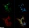 Protein Kinase C Alpha antibody, NB600-201, Novus Biologicals, Immunocytochemistry image 