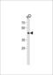 hDEC2 antibody, PA5-25651, Invitrogen Antibodies, Western Blot image 