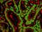 Lamin A/C antibody, ab108595, Abcam, Immunohistochemistry paraffin image 