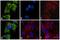 Mouse IgG2a antibody, 31634, Invitrogen Antibodies, Immunofluorescence image 