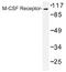 Colony Stimulating Factor 1 Receptor antibody, AP01445PU-N, Origene, Western Blot image 