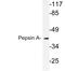 Pepsin A antibody, A09465, Boster Biological Technology, Western Blot image 