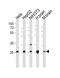 NADH dehydrogenase [ubiquinone] iron-sulfur protein 3, mitochondrial antibody, A05867, Boster Biological Technology, Western Blot image 