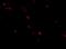 Interferon Induced With Helicase C Domain 1 antibody, NBP1-76760, Novus Biologicals, Immunofluorescence image 