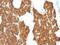 Parathyroid Hormone antibody, 33-733, ProSci, Immunohistochemistry frozen image 