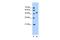 Solute Carrier Family 30 Member 1 antibody, PA5-42481, Invitrogen Antibodies, Western Blot image 