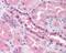 ATRX Chromatin Remodeler antibody, 48-838, ProSci, Immunohistochemistry paraffin image 