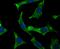 Syndecan Binding Protein antibody, A02475, Boster Biological Technology, Immunocytochemistry image 