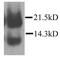 C-C Motif Chemokine Ligand 21 antibody, PA1-29031, Invitrogen Antibodies, Western Blot image 