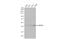 ERCC Excision Repair 8, CSA Ubiquitin Ligase Complex Subunit antibody, GTX100145, GeneTex, Western Blot image 