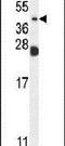 Neuraminidase 4 antibody, PA5-23889, Invitrogen Antibodies, Western Blot image 