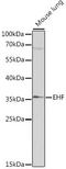 ETS Homologous Factor antibody, LS-C749127, Lifespan Biosciences, Western Blot image 