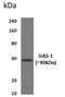 Growth Arrest Specific 1 antibody, GTX53068, GeneTex, Western Blot image 