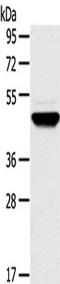 Transmembrane 7 Superfamily Member 2 antibody, TA351818, Origene, Western Blot image 