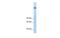 Lysine Demethylase 3B antibody, MBS832778, MyBioSource, Western Blot image 