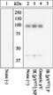 Insulin Receptor antibody, LS-C53809, Lifespan Biosciences, Western Blot image 