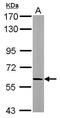 Adducin 2 antibody, PA5-29486, Invitrogen Antibodies, Western Blot image 