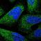 GLIPR1 Like 1 antibody, NBP1-82722, Novus Biologicals, Immunofluorescence image 