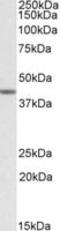 TATA-Box Binding Protein Associated Factor 7 Like antibody, MBS421860, MyBioSource, Western Blot image 