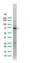 Glutamate-Cysteine Ligase Catalytic Subunit antibody, ab53179, Abcam, Western Blot image 