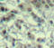 Aurora Kinase A antibody, STJ22030, St John