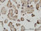 Mediator Complex Subunit 31 antibody, LS-C133746, Lifespan Biosciences, Immunohistochemistry frozen image 