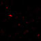 Mindbomb E3 Ubiquitin Protein Ligase 1 antibody, 7781, ProSci, Immunofluorescence image 
