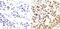 Insulin Receptor Substrate 1 antibody, 44-818G, Invitrogen Antibodies, Immunohistochemistry paraffin image 