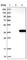 Aminoacylase 3 antibody, HPA039219, Atlas Antibodies, Western Blot image 