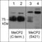 Methyl-CpG Binding Protein 2 antibody, MP4611, ECM Biosciences, Western Blot image 