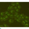 Heat Shock Protein Family A (Hsp70) Member 5 antibody, LS-C812894, Lifespan Biosciences, Immunofluorescence image 