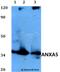 Annexin A5 antibody, LS-C411762, Lifespan Biosciences, Western Blot image 