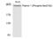 Filamin A antibody, P00502, Boster Biological Technology, Western Blot image 