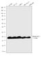 H3 Histone Family Member 3B antibody, PA5-29602, Invitrogen Antibodies, Western Blot image 
