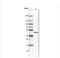 Citrate synthase, mitochondrial antibody, NBP2-36773, Novus Biologicals, Western Blot image 