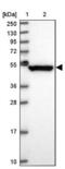 IQ Motif Containing D antibody, NBP2-48916, Novus Biologicals, Western Blot image 