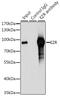 Ezrin antibody, 13-256, ProSci, Immunoprecipitation image 