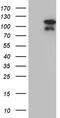 E74 Like ETS Transcription Factor 4 antibody, TA810093S, Origene, Western Blot image 