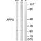 Actin Related Protein 3 antibody, PA5-49965, Invitrogen Antibodies, Western Blot image 