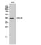 G Protein-Coupled Receptor 139 antibody, GTX33973, GeneTex, Western Blot image 