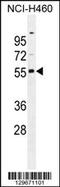 Ras Association Domain Family Member 8 antibody, 55-900, ProSci, Western Blot image 