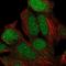 Kelch Like Family Member 29 antibody, PA5-61867, Invitrogen Antibodies, Immunofluorescence image 